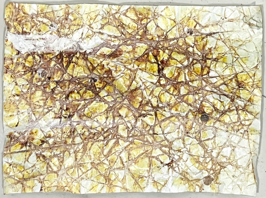 N_Otherness, 2026